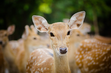 portrait of a young  deer