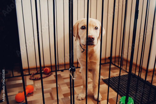 Labrador Dog Is A Golden Retriever Sitting In Cage Valere The Labrador Dog Is A Golden Retriever Sitting In Cage Valere The Apartment Of House Concept Sad Eyes Loneliness Pain Separation Waiting For
