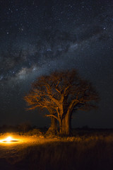 Fototapeta na wymiar Campfire under baobab trees and milkyway