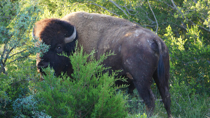 Standing Bison