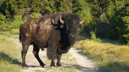 Standing Bison