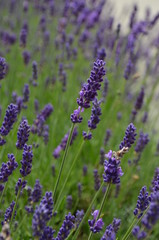 Lavendel