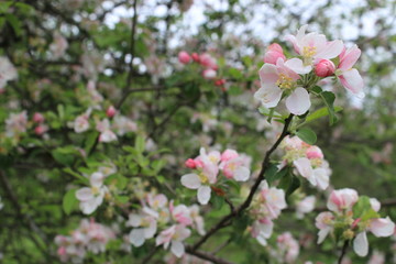 Obraz premium appletree