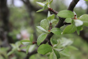 appletree