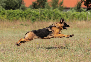 Obraz na płótnie Canvas German Shepherd dog