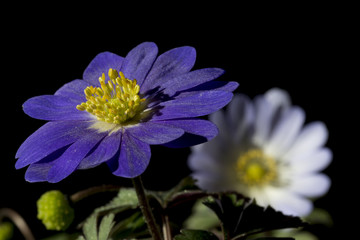 Anemone is a genus of about 200 species of flowering plants in the family Ranunculaceae, native to temperate zones.