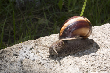 snail