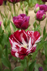 Fototapeta premium Tulips