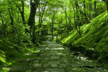 Fototapeta na wymiar 寂光寺の庭園の石段と木々