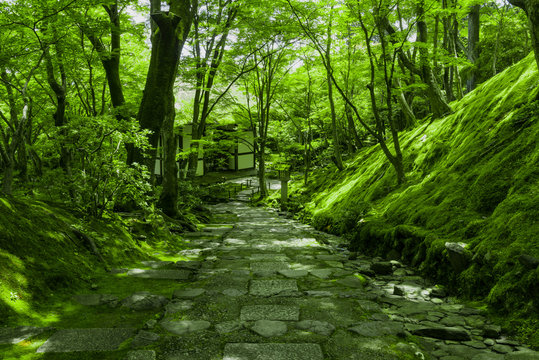 寂光寺の庭園の石段と木々