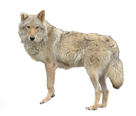 Eurasian wolf (Canis lupus lupus) on white background