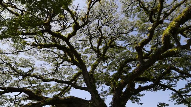 Moving in and out tracking shot of upper part of a 400 year old saman or train tree at St. Kitts, West Indies
