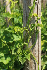 Beans, Bohnen, Stangenbohnen in einem Nutzgarten
