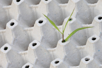 Nature resists rubbish - plant sprouted through white egg packing