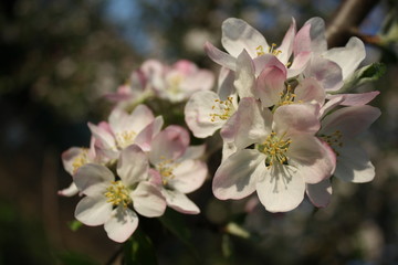 Fototapeta premium spring 