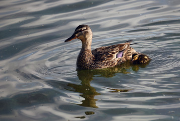 Female Mallard with ducking