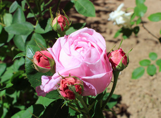 Grèce, roses du Monastère Osios Lukas