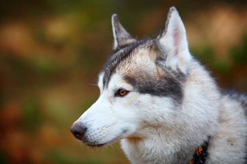 husky dog closeup portrait
