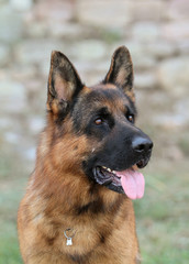 German Shepherd dog