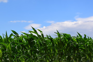 Fototapeta premium corn