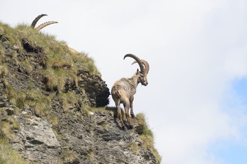 Alpine ibex - steinbock or bouquetin, a threatened animal of the Alps