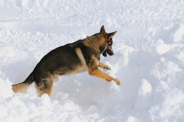 German shepherd dog rescue dog on snow