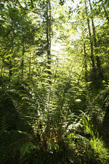 Fototapeta na wymiar Ferns in a Scottish Woodland