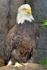 Bald eagle (Haliaeetus leucocephalus)