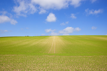 Obraz premium extensive pea crop