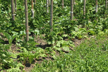 Fototapeta na wymiar Vegetable Garden, Gemüsegarten mit Stangenbohnen und Kohlpflanzen