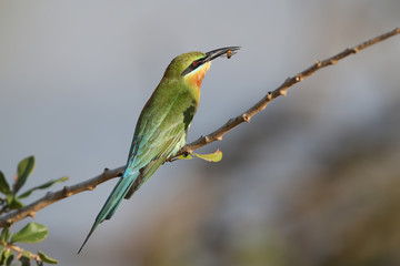 Blue tailed bee eater