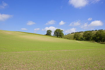 hillside pea field