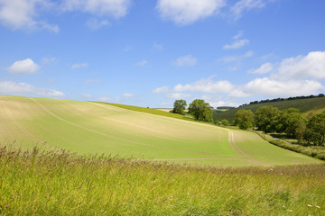 wild grasses and pea field