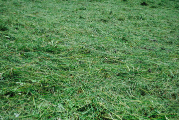 Cut grass