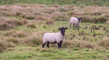 Naklejka na ściany i meble Two sheep graze on the autumn pasture. Look at the camera lens. The suburb of Exeter. Devon. England