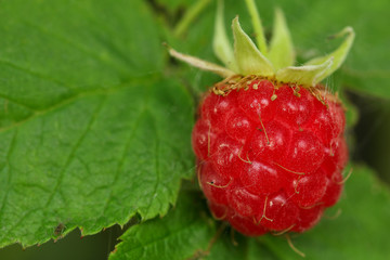 Raspberry on a branch. Close-up.