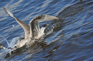 Obraz premium Duck Birds Seagull