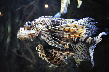 Aquariums or collection of fish