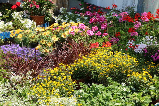 Flowers in a nursery, Sommer-Blumen in einer Gärtnerei zum Verkauf