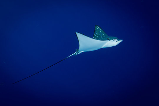 Spotted Eagle Ray - Aetobatus ocellatus - swimming in the blue. Taken in Komodo National Park, Indonesia.