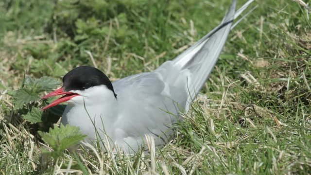 Arctic Tern (Sterna paradisaea) on nest
