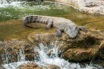 Thai freshwater crocodile
