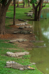 Thai freshwater crocodile