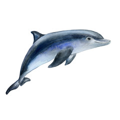 Dolphin. Realistic watercolor painting. Isolated over white background