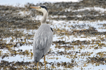 Gray Heron
