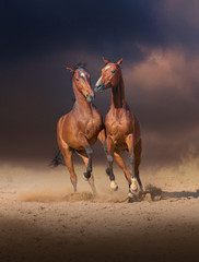 Two bay horses play with each others on the sand on evening sky background