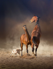 Fototapeta premium Two bay horses play with each others and white dog on the sand on evening sky background