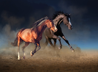 Fototapeta na wymiar Bay and black horses run together