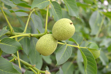unripe walnut