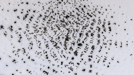 Black dots on a white background. Holistic black dots.